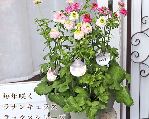 現品販売 鉢花 ラナンキュラス ラックス ジュピター アリアドネ 現品販売 鉢花 ラナンキュラス ラックス ジュピター アリアドネ