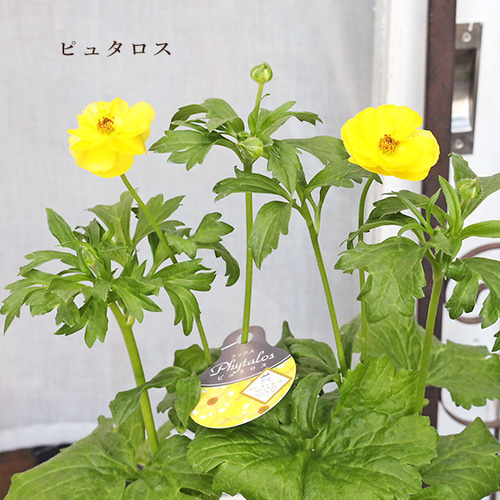 現品販売 鉢花 ラナンキュラス ラックスシリーズ ヘラ ピュタロス