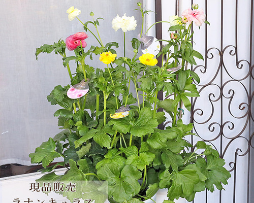 現品販売 鉢花 ラナンキュラス ラックスシリーズ ヘラ ピュタロス