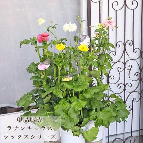 現品販売 鉢花 ラナンキュラス ラックスシリーズ ヘラ ピュタロス