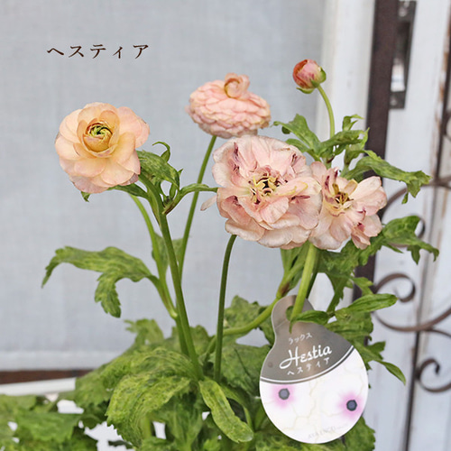 現品販売 鉢花 ラナンキュラス ラックスシリーズ ヘラ ピュタロス