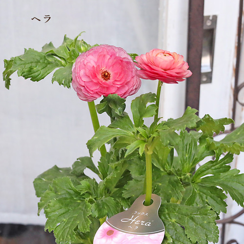 現品販売 鉢花 ラナンキュラス ラックスシリーズ ヘラ ピュタロス