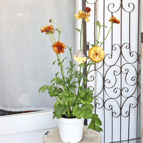 現品販売 鉢花 ラナンキュラス ラックスシリーズ ヘラ ピュタロス