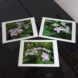 ポストカード３枚セット 妖精「シチダンカ」 「花のある暮らし」 神戸風景写真  神戸六甲  紫陽花 送料無料 3枚目の画像