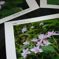 ポストカード３枚セット 妖精「シチダンカ」 「花のある暮らし」 神戸風景写真  神戸六甲  紫陽花 送料無料 2枚目の画像
