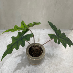 アロカシア ジャクリン 観葉植物 珍奇植物 希少 珍しい インテリア植物 4枚目の画像