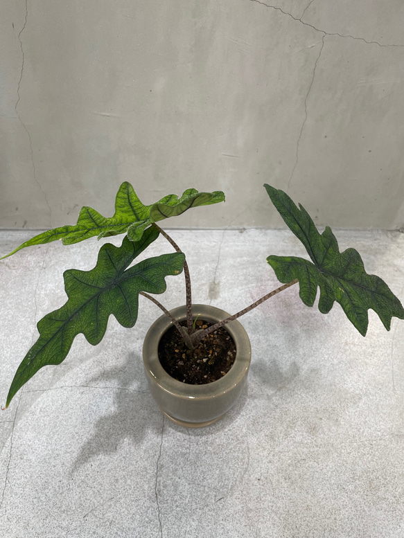 アロカシア ジャクリン 観葉植物 珍奇植物 希少 珍しい インテリア植物 4枚目の画像