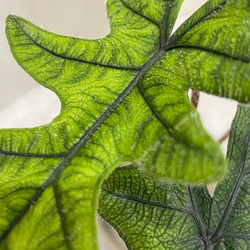 アロカシア ジャクリン 観葉植物 珍奇植物 希少 珍しい インテリア植物 2枚目の画像