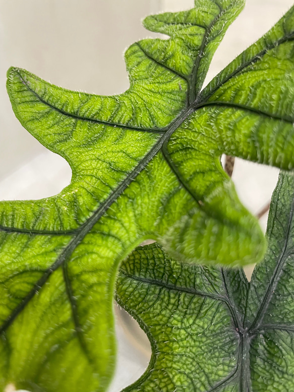 アロカシア ジャクリン 観葉植物 珍奇植物 希少 珍しい インテリア植物 2枚目の画像