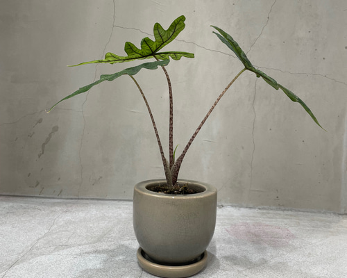 アロカシア ジャクリン 観葉植物 珍奇植物 希少 珍しい インテリア植物