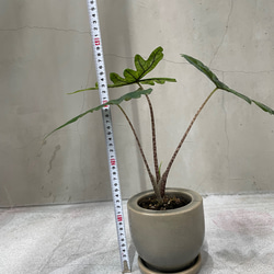 アロカシア ジャクリン 観葉植物 珍奇植物 希少 珍しい インテリア植物 5枚目の画像
