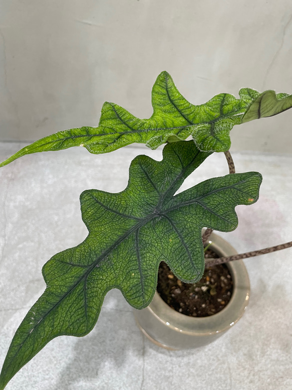 アロカシア ジャクリン 観葉植物 珍奇植物 希少 珍しい インテリア植物 3枚目の画像