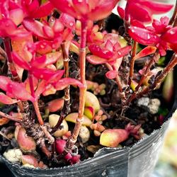 紅ちご＊もりもり新芽入り！＊多肉植物＊花芽付き＊ポットごと 2枚目の画像