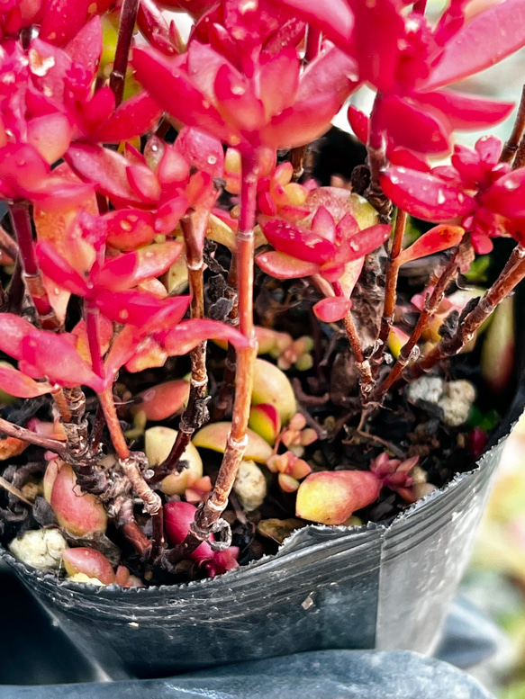 紅ちご＊もりもり新芽入り！＊多肉植物＊花芽付き＊ポットごと 2枚目の画像