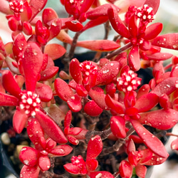 紅ちご＊もりもり新芽入り！＊多肉植物＊花芽付き＊ポットごと 3枚目の画像