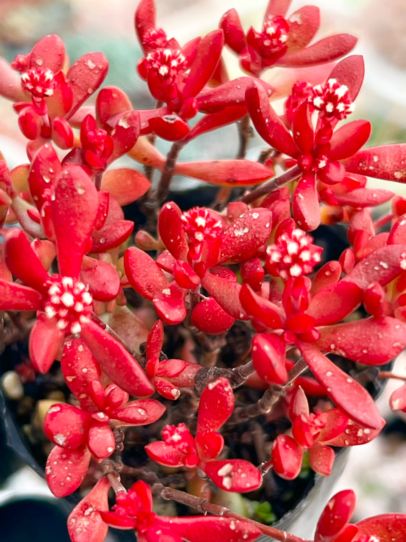 紅ちご＊もりもり新芽入り！＊多肉植物＊花芽付き＊ポットごと 3枚目の画像