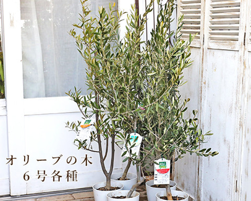 送料無料現品販売 常緑木 オリーブ フラントイオ／ひなかぜ