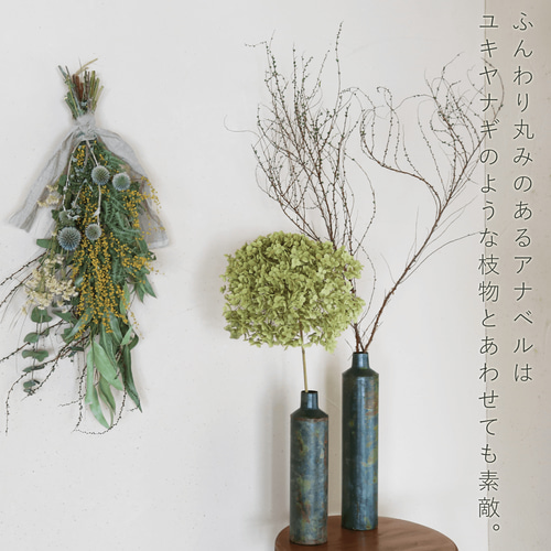 アナベル　あじさいドライフラワーセットまとめ売り アナベル あじさいドライフラワーセットまとめ売り