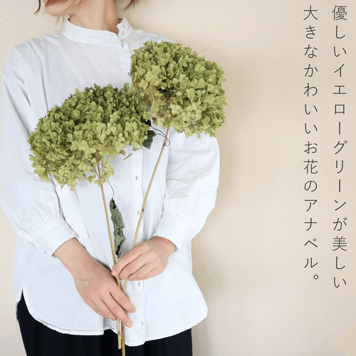 約直径20～25cm】アナベル枝つき 大 イエローグリーン アジサイ