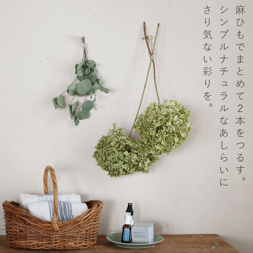 約直径20～25cm】アナベル枝つき 大 イエローグリーン アジサイ