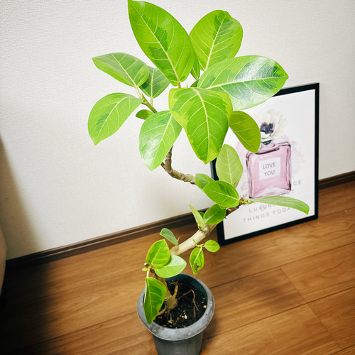 現品　フィカス　ゴムの木　アルテシマ　曲がり　34　インテリアグリーン　観葉植物 現品 フィカス ゴムの木 アルテシマ 曲がり 5番 インテリア 室内