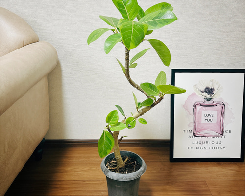 現品　フィカス　ゴムの木　アルテシマ　曲がり　6番　インテリア　室内　観葉植物 現品］1番 フィカス アルテシマ 曲がり 6号 観葉植物 室内 ゴム