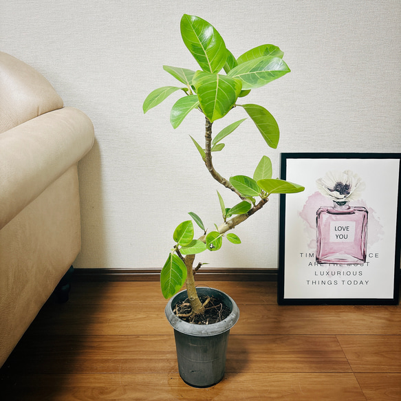 現品］1番 フィカス アルテシマ 曲がり 6号 観葉植物 室内 ゴム