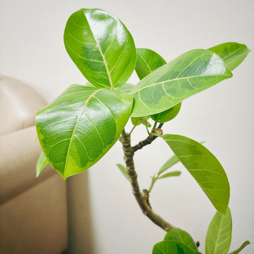 現品］1番 フィカス アルテシマ 曲がり 6号 観葉植物 室内 ゴム