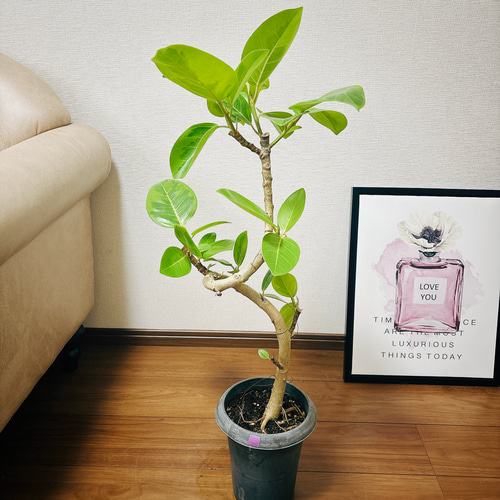 現品　フィカス　ゴムの木　アルテシマ　曲がり　34　インテリアグリーン　観葉植物 フィカス・アルテシマ（ゴムの木） – 観葉植物の紹介