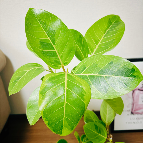 現品］1番 フィカス アルテシマ 曲がり 6号 観葉植物 室内 ゴム