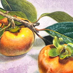 原画『柿』透明水彩 色鉛筆画 3枚目の画像