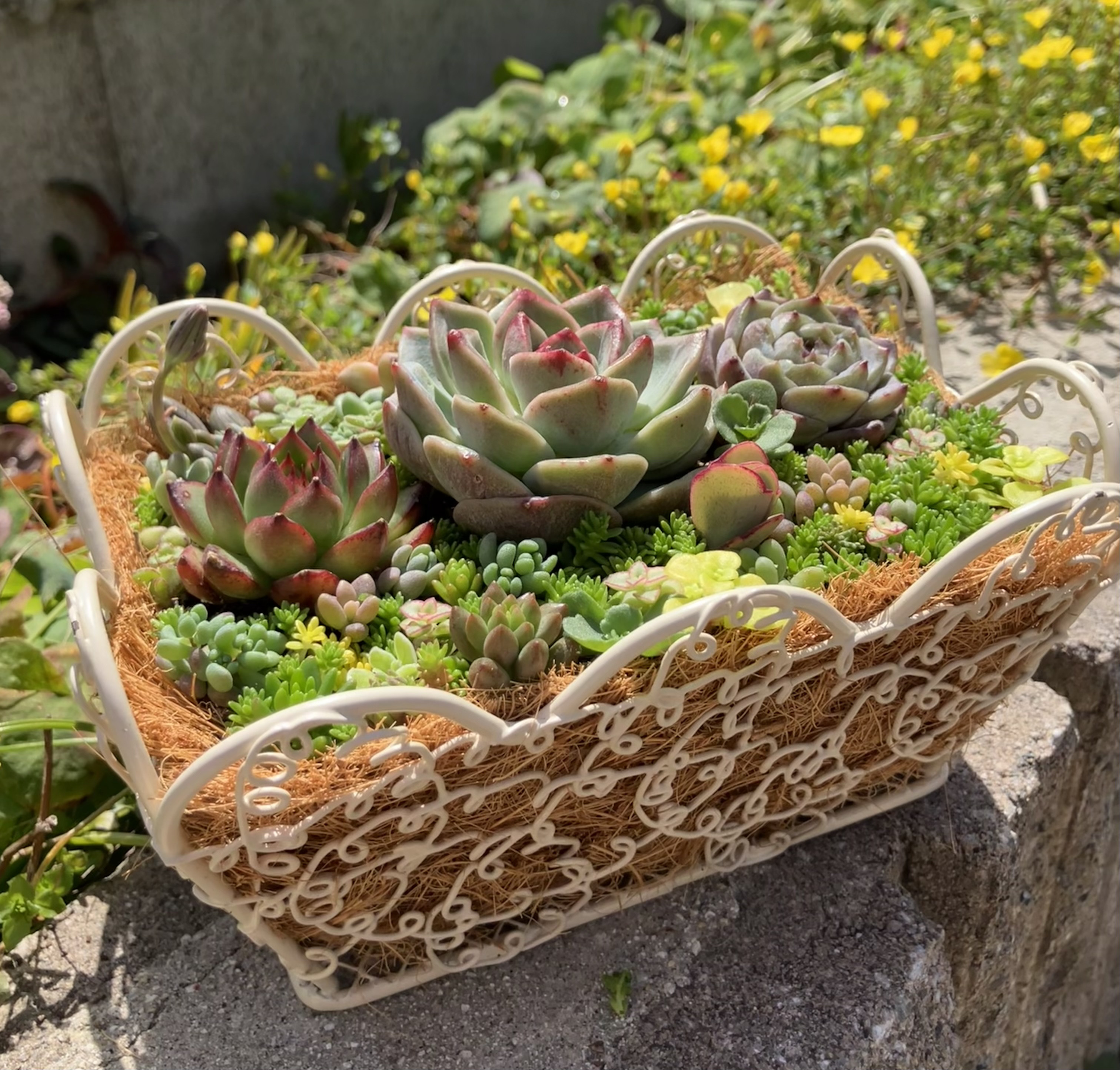 多肉植物寄せ植え　そのまま飾れる　グレーの大きなバスケット♪︎* ❤︎かわいいスクエアバスケット❤︎多肉植物寄せ植えそのまま飾れる