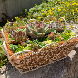 かわいいバスケット❤︎多肉植物寄せ植えそのまま飾れる❤︎エケベリア