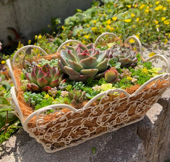 多肉植物寄せ植え　そのまま飾れる　バスケット♡ ❤︎かわいいスクエアバスケット❤︎多肉植物寄せ植えそのまま飾れる