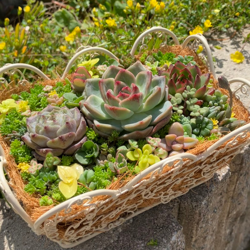 ❤︎かわいいスクエアバスケット❤︎多肉植物寄せ植えそのまま飾れる
