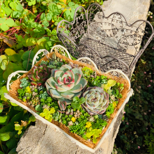 多肉植物 ♡そのまま飾れる寄せ植え♡バスケット2点セット♬*° 多肉植物 ♡そのまま飾れる寄せ植え♡バスケット2点セット♬*°
