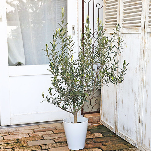 オリーブの木　ピッチョリーネ　7号　約105cm　NO.512　人気品種　一点物 オリーブの木 ピッチョリーネ 7号 約105cm NO.512 人気品種 一点物