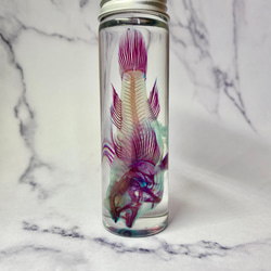 レア】透明標本(ミノカサゴ 全長約70mm) (最良品) その他インテリア