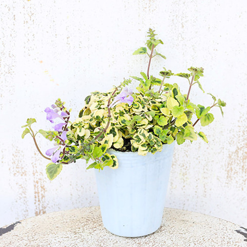 花苗 スクテラリア マーブル＆パープル 2.5号 多年草 春 パープル