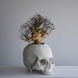plants born （human)　チレコドン・レティキュラーツス 2枚目の画像