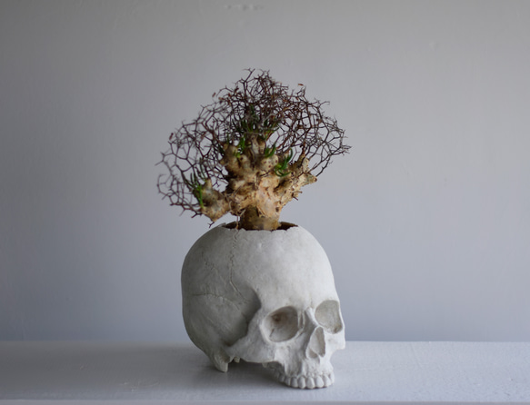 plants born （human)　チレコドン・レティキュラーツス 2枚目の画像