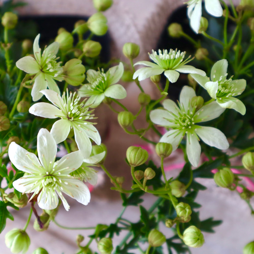 常緑♡クレマチス♡ピクシー♡天使の鈴♡ アートフラワー nico flowers