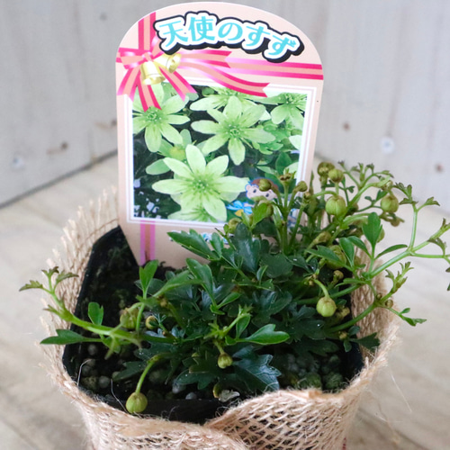 常緑♡クレマチス♡ピクシー♡天使の鈴♡ アートフラワー nico flowers