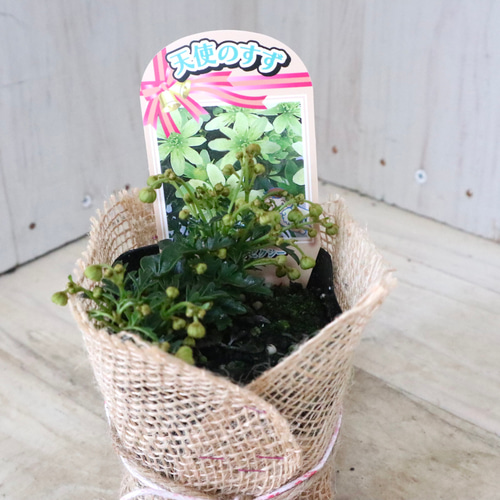 常緑♡クレマチス♡ピクシー♡天使の鈴♡ アートフラワー nico flowers