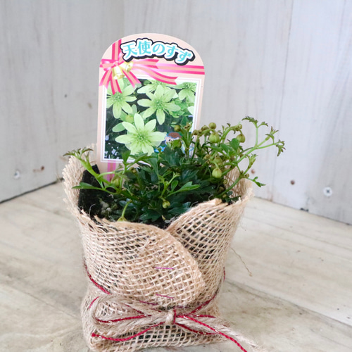 常緑♡クレマチス♡ピクシー♡天使の鈴♡ アートフラワー nico flowers