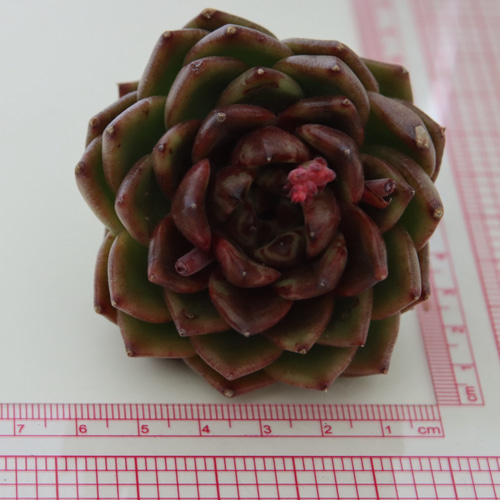 韓国苗 バイキング ♡ ALL 500円 ♡ 多肉植物】韓国苗 エケベリア マジックチョコ 多肉植物 MOCHIKO 通販
