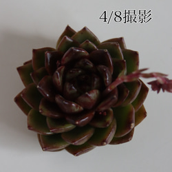 【多肉植物】韓国苗 エケベリア マジックチョコ 3枚目の画像