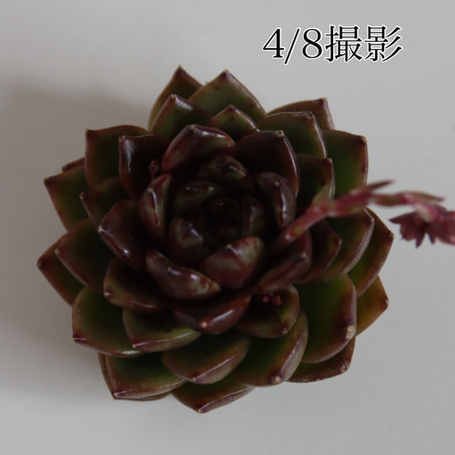 多肉植物　韓国苗　マジック 多肉植物】韓国苗 エケベリア マジックチョコ 多肉植物 MOCHIKO 通販