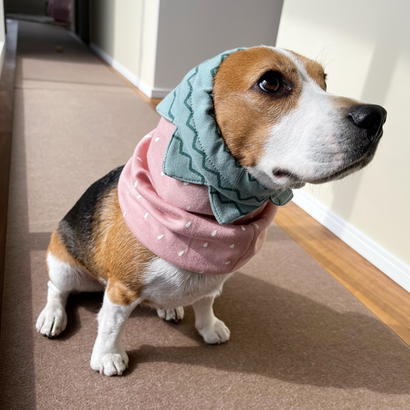 いちごスヌード　柔らかい薄手コットン　国産ニット100%　小型犬 中型犬 12枚目の画像