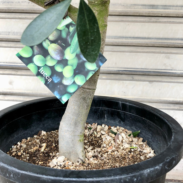 盆栽仕立て  オリーブの木  ルッカ  SOUJU 8枚目の画像